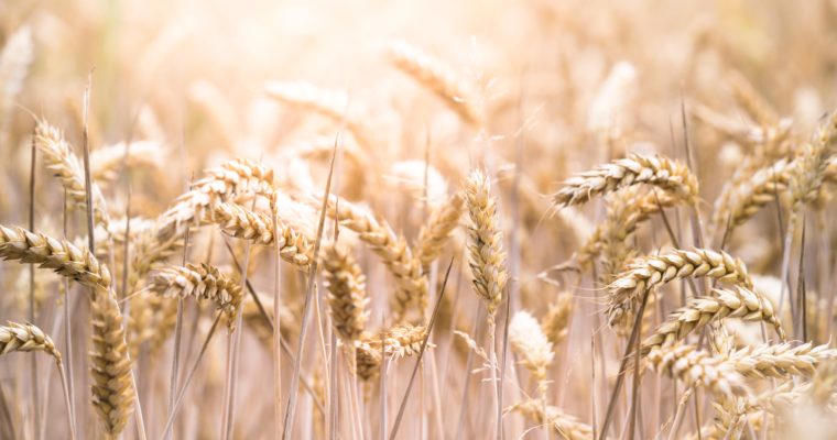 Wheat, Grains and A Gluten-free Diet; what’s it all about?