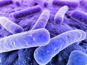 Gut and Brain Activity, Bacteria