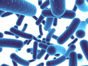 Probiotic, Lactobacilli Bacteria, bacteria