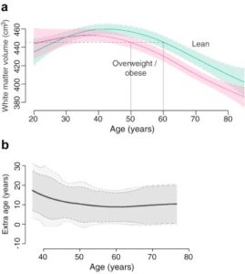 brain health, obesity, brain aging