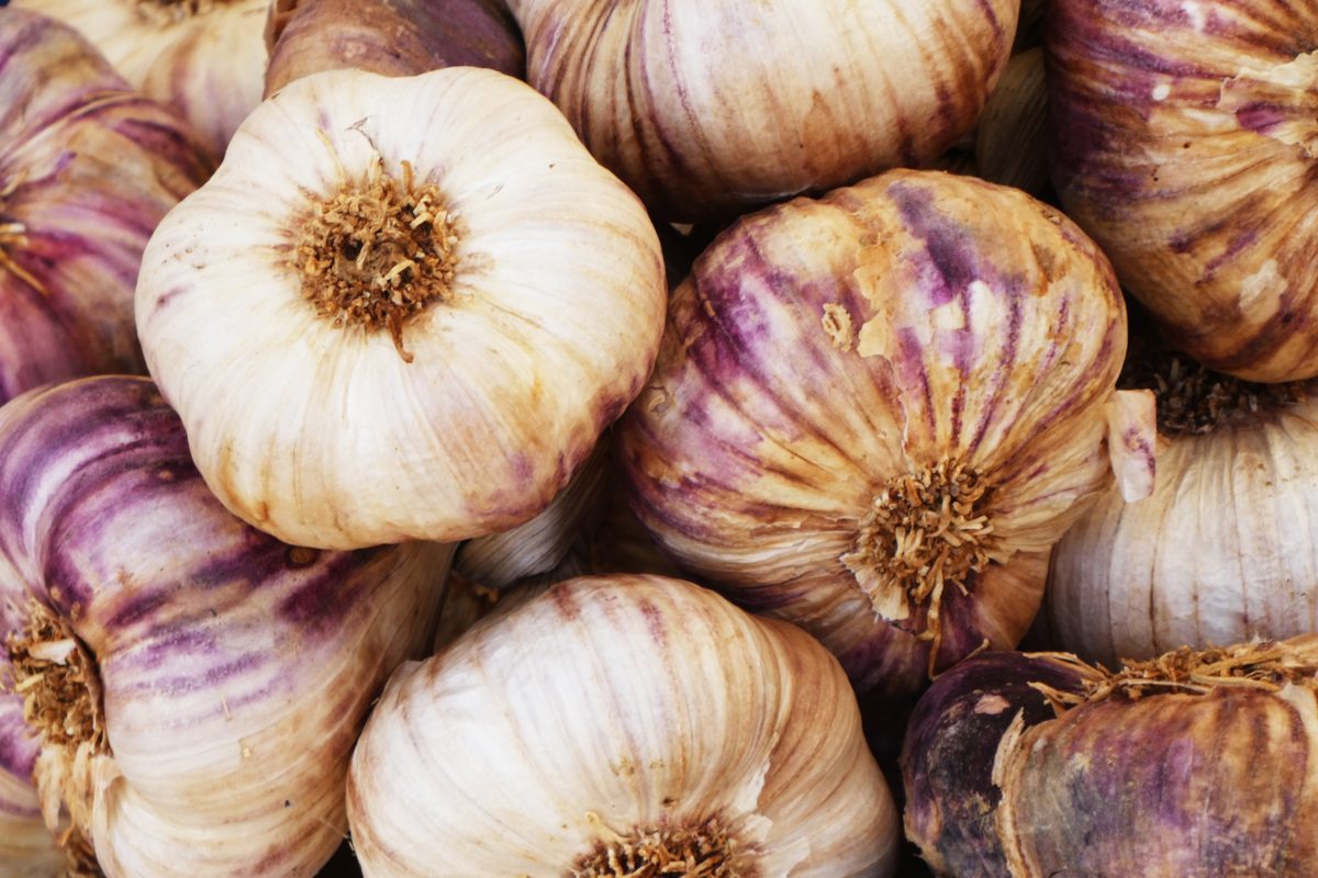 New Study: Aged Garlic Extract May Help with Inflammation Brought on by Obesity