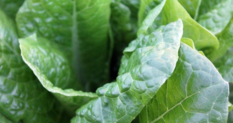 How to Incorporate More Greens Into Your Diet