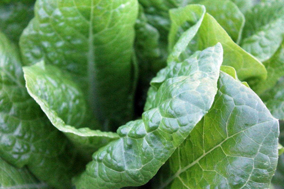 How to Incorporate More Greens Into Your Diet