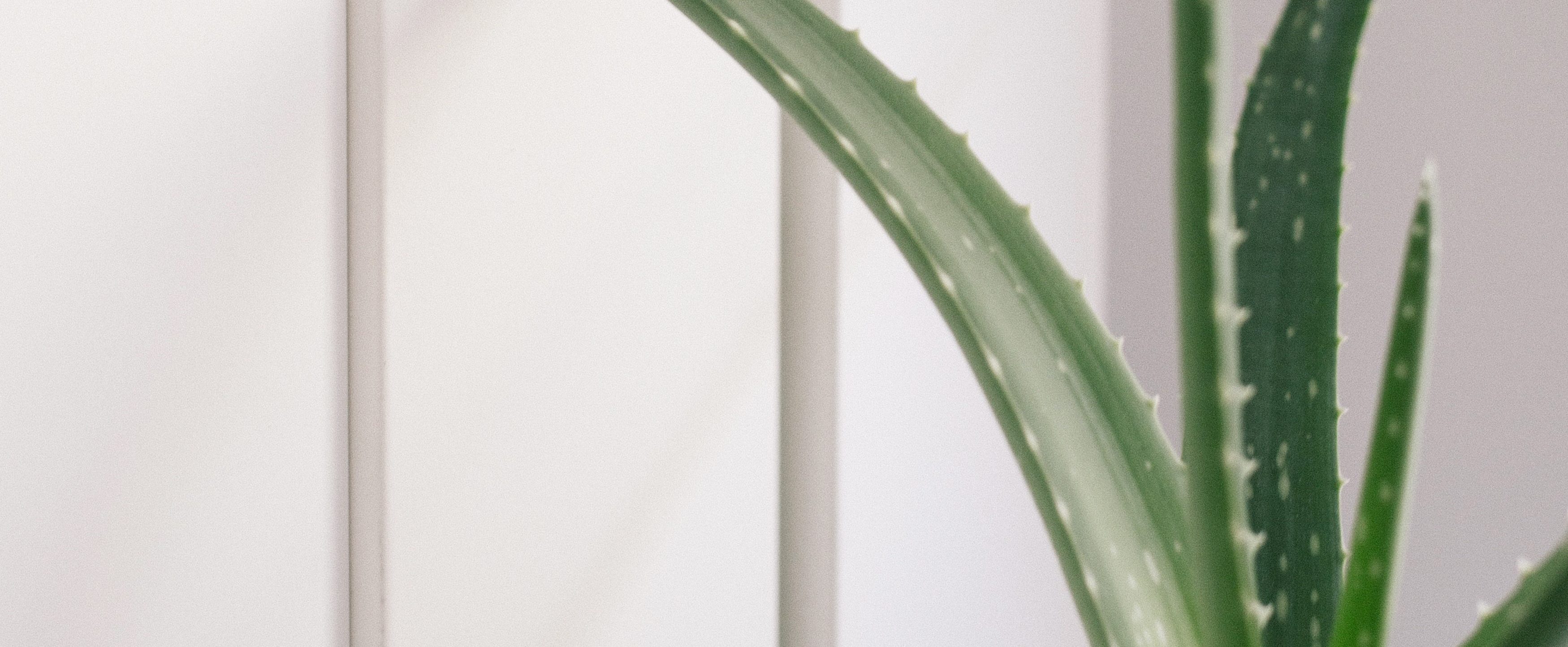 Aloe Vera: Hair, Skin and Everything In Between