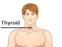 thyroid