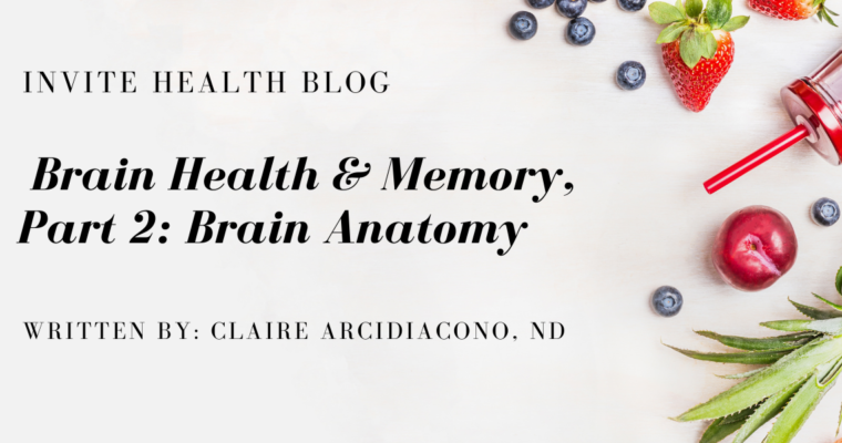 Brain Health & Memory, Part 2: Brain Anatomy