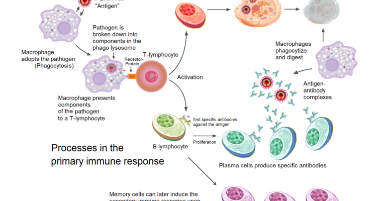 Immune Health Part 2